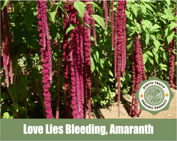 Love Lies Bleeding, Amaranth